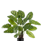 De Kunstplant Calathea Makoyana 60 cm heeft grote, levendige groene bladeren met lichtgroene en gele strepen, in een stijlvolle bloempot tegen een effen witte achtergrond.
