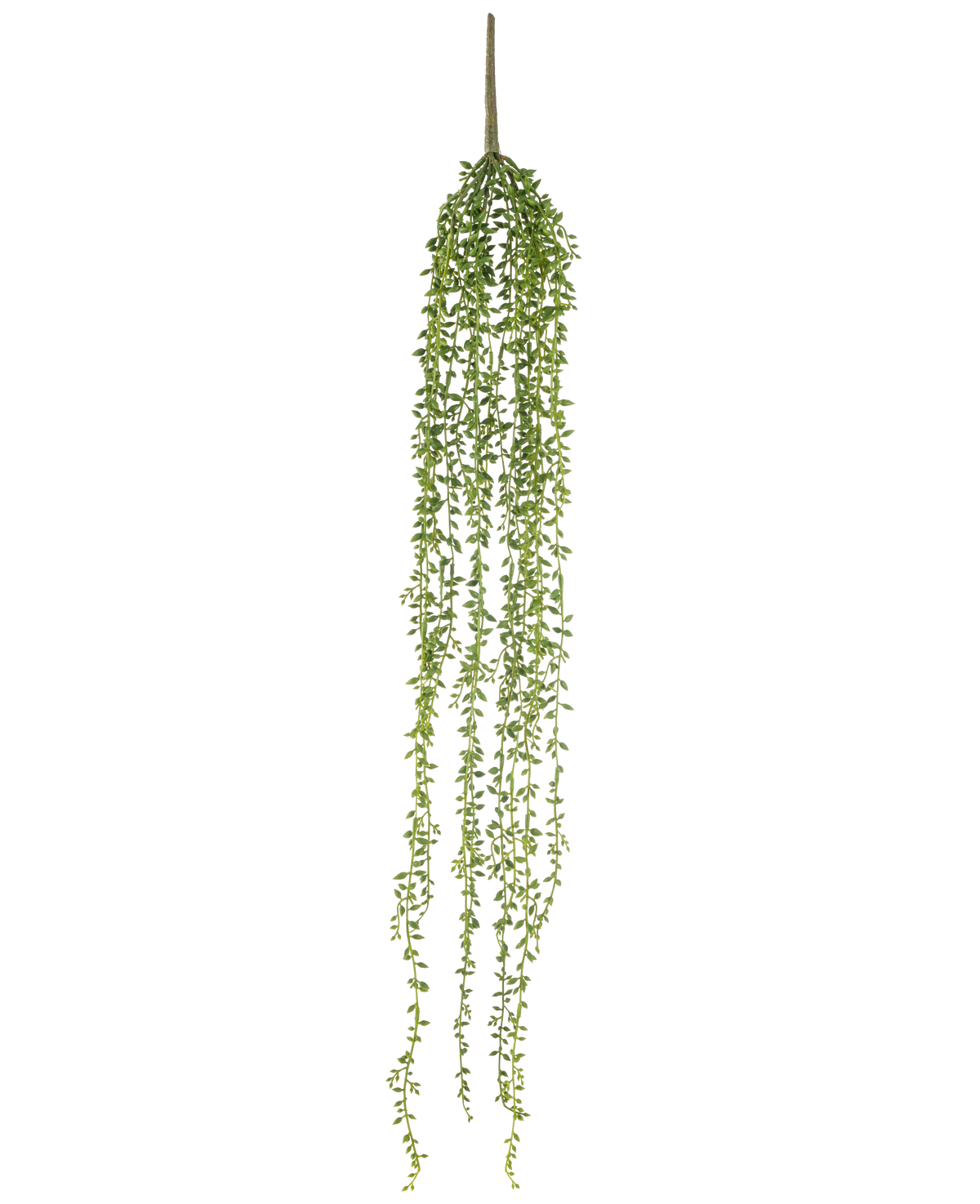 De Kunst hangplant Senecio 91 cm heeft lange, hangende stengels met kleine groene blaadjes, waardoor een elegante kunst hangplant ontstaat tegen een effen witte achtergrond.