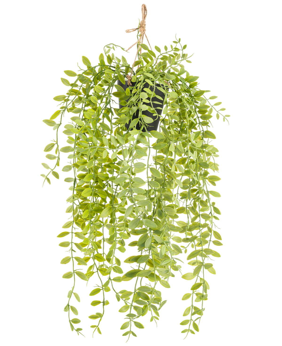 De Kunst hangplant Pumila in pot 55 cm heeft lange, hangende stengels met kleine, ovale, groene bladeren, in een zwarte pot met een touw tegen een witte achtergrond.