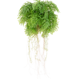 De Kunst hangplant Varen met wortels d55 cm met hangsysteem heeft weelderige groene bladeren en delicate ranken, die levensechte natuurlijke schoonheid toevoegen aan je ruimte. Hij kan gemakkelijk worden opgehangen en verfraait elke inrichting met realistische charme.