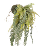 De Kunst hangplant Frosted Varen op bal 97 cm heeft sierlijke, lange groene bladeren die uit een met mos bedekte bol aan een dun touw hangen. Een stijlvolle, onderhoudsvrije kamerplant die perfect past in elk interieur.