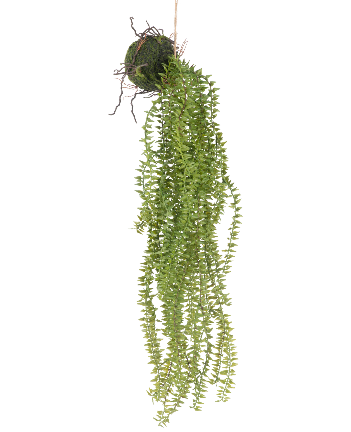 De Kunst hangplant Phlegmariurus bal 55 cm heeft weelderige, hangende groene bladeren die uit een met mos bedekte bal cascade vormen, opgehangen aan touw voor een stijlvolle display tegen elke achtergrond.