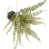 De Kunst hangplant Varen bal 45 cm heeft slepende groene varenachtige bladeren en hangt aan een touwtje, perfect om uit te stallen tegen een witte achtergrond.