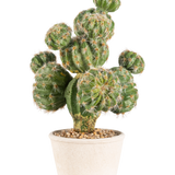 De Kunst Cactus 32 cm heeft een groene, ronde cactus met stekels in een pot van wit keramiek gevuld met kleine steentjes tegen een lichtgrijze achtergrond.