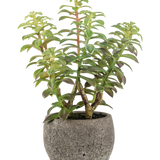 De Kunst vetplant in sierpot 31 cm heeft een groene vetplant met dikke, rechtopstaande stengels en langwerpige bladeren, in een grijze stenen pot met textuur, perfect als decoratief accent tegen een witte achtergrond.