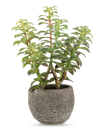 De Kunst vetplant in sierpot 31 cm heeft een groene vetplant met dikke, rechtopstaande stengels en langwerpige bladeren, in een grijze stenen pot met textuur, perfect als decoratief accent tegen een witte achtergrond.