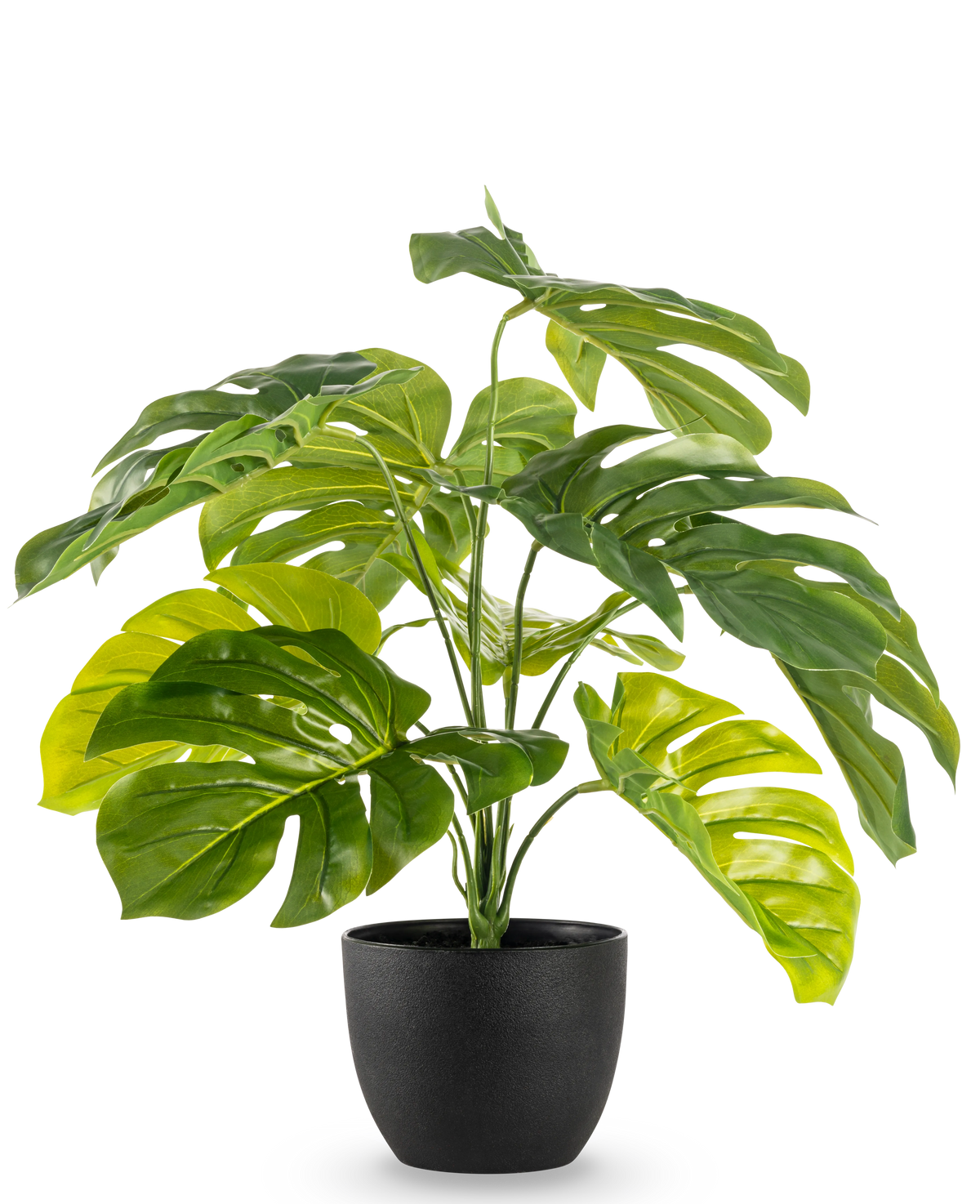 De Kunst Monstera 55 cm in sierpot zwart heeft grote, glanzende, gespleten groene bladeren in een zwarte sierpot, tegen een effen witte achtergrond.