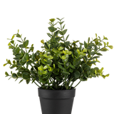 De Kunstplant Pumila 20 cm is een kleine kunstplant in pot met ronde groene bladeren in een eenvoudige zwarte pot, weergegeven op een effen witte achtergrond.