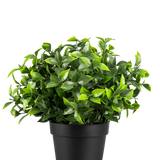 De Kunstplant Photonia in pot UV 22 cm heeft kleine, puntige groene bladeren in een eenvoudige zwarte pot, tegen een effen witte achtergrond.