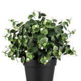 De Kunstplant Eucalyptus wit in pot UV 22 cm heeft dichte groene bladeren en kleine witte knoppen in een eenvoudige zwarte pot, perfect om elke ruimte op te fleuren.
