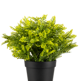 De Kunstplant Varen in pot UV 22 cm is een kleine kunstvaren met dichte groene bladeren in een eenvoudige zwarte pot, tegen een effen witte achtergrond.