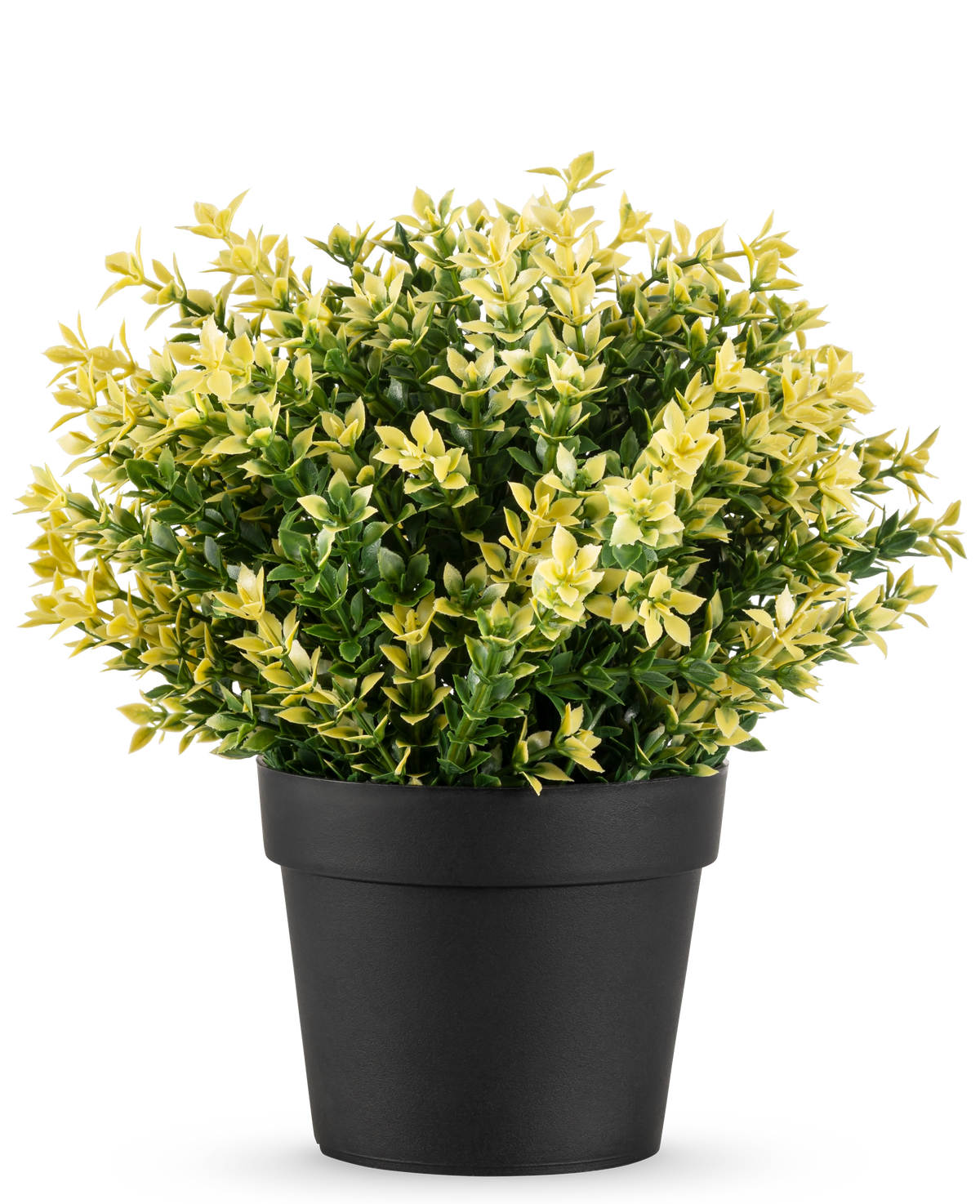 De Kunstplant Buxus geel UV 22 cm UV is een kleine potplant met dichte groene en gele bladeren in een eenvoudige zwarte pot, tegen een effen witte achtergrond.