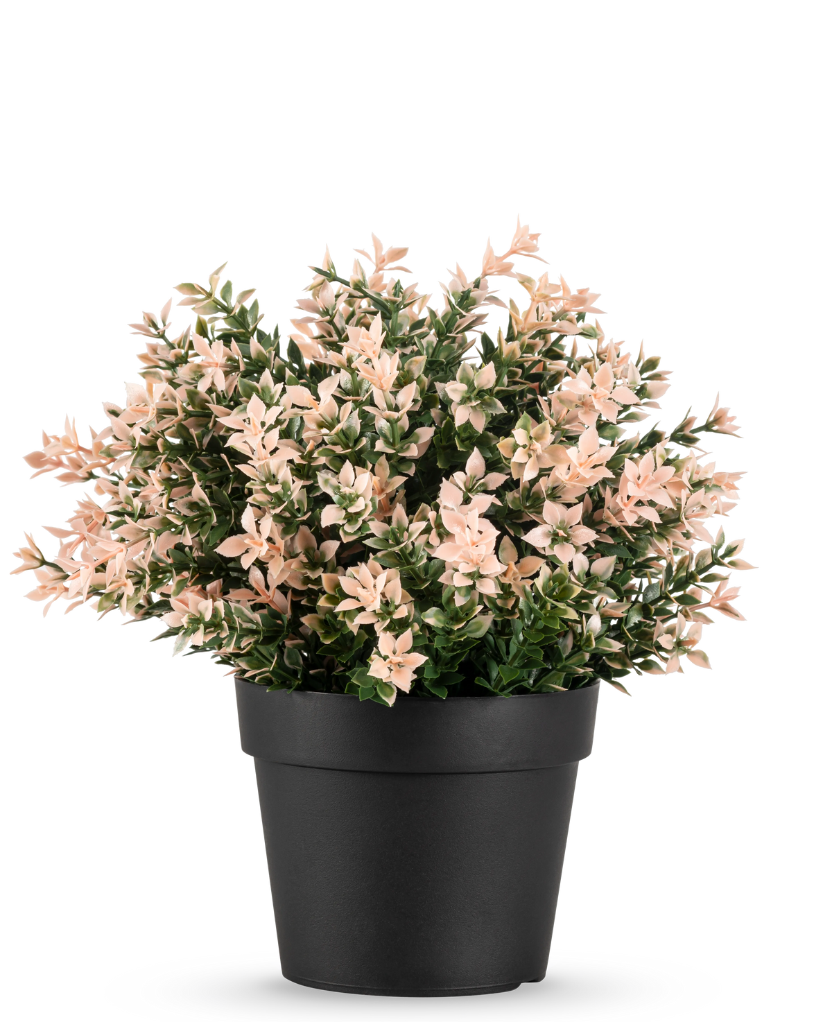 De Kunstplant Buxus roze UV 22 cm heeft dichte, kleine lichtroze en groene bladeren in een effen zwarte pot, tegen een witte achtergrond.