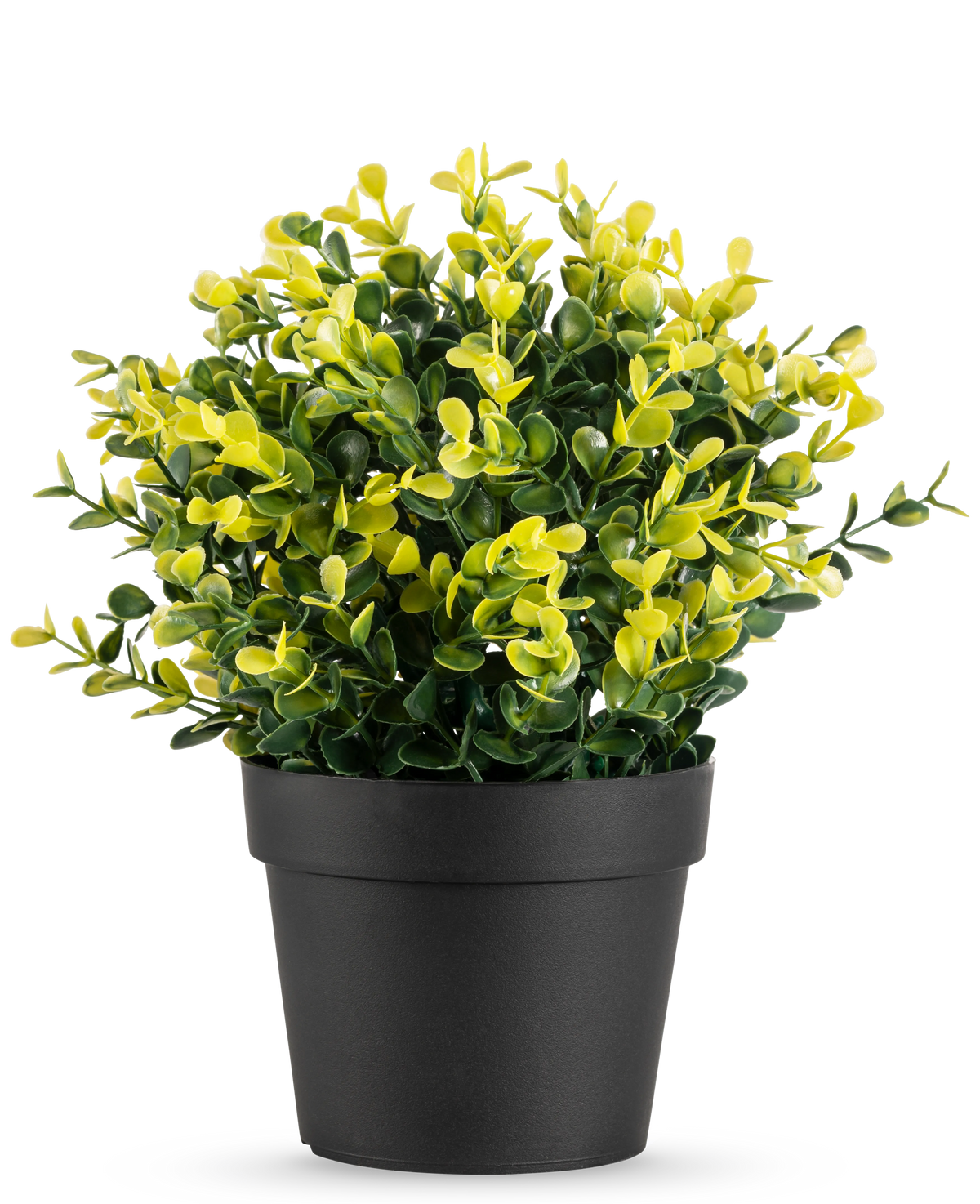 De Kunstplant Buxus geel in pot UV 19 cm heeft kleine groene en gele bladeren in een eenvoudige zwarte pot, tegen een effen witte achtergrond.