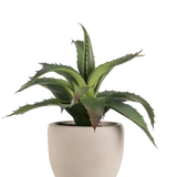 De Kunst vetplant 20 cm in sierpot heeft groene, puntige stekelige bladeren in een eenvoudige ronde pot van lichtbeige keramiek tegen een effen witte achtergrond.