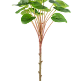 Een Kunst Pilea Pannenkoekplant 50 cm met een slanke bruine stengel, lange roodachtige stengels en grote ronde groene bladeren wordt getoond tegen een effen witte achtergrond.