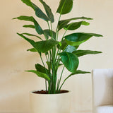 De Kunstplant Strelitzia Real Touch Deluxe 180 cm, met zijn brede, glanzende bladeren, staat op de vloer bij een wit gestructureerde bank en beige muur en brengt een vleugje tropische stijl in de ruimte.