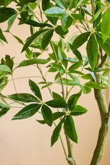 Close-up van een Kunstplant Pachira 180 cm met glanzend groene, lancetvormige bladeren en lichtbruine stengels tegen een beige achtergrond.