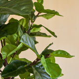 Close-up van de Kunstplant Ficus Tabaksplant Deluxe 180 cm, met zijn weelderige, glanzende groene bladeren en slanke bruine stelen tegen een effen beige achtergrond.