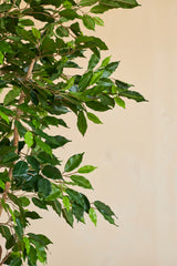 Een close-up van de Kunstplant Ficus Groen 180 cm met slanke takken in een sierpot, tegen een effen beige achtergrond.