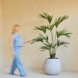 Een vaag persoon in lichtblauwe kleding loopt langs de Kunstplant Kentia Palm 180 cm in een grote witte plantenbak tegen een beige muur.