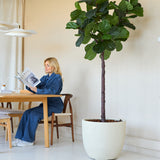Een vrouw in het blauw leest een tijdschrift aan een houten tafel in een lichte kamer, met de Kunstplant Ficus Tabaksplant Deluxe 215 cm als stijlvol interieurdecor met grote groene bladeren op de voorgrond.