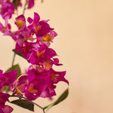 De Kunstplant Bougainvillea 150 cm Paars heeft levendige magenta bloemen met een geel hart en groene bladeren op een zachtbeige achtergrond. Dit realistische ontwerp is perfect om een op de natuur geïnspireerde elegantie toe te voegen aan je interieur.