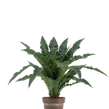 De Kunstplant Nestvaren 61 cm heeft lange, golvende groene bladeren in een bruine, rustieke pot tegen een effen witte achtergrond.
