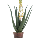 De Kunstplant Aloë met bloem 66 cm is een kunst aloë vera in pot met lange, dikke groene bladeren en een lange gele bloemtak, geïsoleerd op een witte achtergrond.