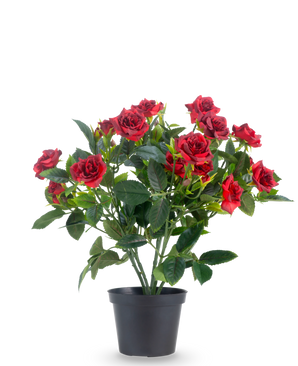 Een Kunstplant Patio-roos 35 cm in rood/zwart heeft levendige rode kunstrozen met weelderige groene bladeren in een zwarte pot, tegen een effen witte achtergrond.