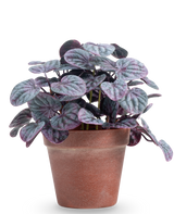 De Kunstplant Rugose blad 26 cm grijs heeft ronde, gestructureerde groene en paarse bladeren in een eenvoudige bruine terracotta pot, tegen een effen witte achtergrond.