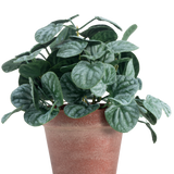 De Kunstplant Rugose blad 26 cm groen heeft ronde, groen getextureerde bladeren in een roodbruine pot van klei, tegen een effen witte achtergrond.