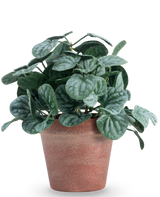 De Kunstplant Rugose blad 26 cm groen heeft ronde, groen getextureerde bladeren in een roodbruine pot van klei, tegen een effen witte achtergrond.