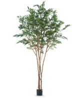 De Kunstboom Murraya paniculata 300 cm heeft meerdere slanke bruine stammen en dicht groen blad in een kleine zwarte plantenbak, tegen een effen witte achtergrond.