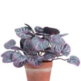 De Kunstplant Rugose blad 16 cm grijs is een kunstplant met ronde, bonte bladeren in paarse en groene tinten in een terracotta pot tegen een effen witte achtergrond.