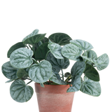 De Kunstplant Rugose blad 16 cm groen is een kunstplant met ronde, groene bladeren en lichte zilverachtige nerven, gepresenteerd in een roodbruine kleipot tegen een effen witte achtergrond.
