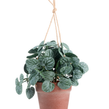 De Kunstplant Rugose blad 29 cm groen in hangpot heeft ronde, donkergroene bladeren in een bruine hangpot, tegen een effen witte achtergrond.
