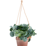 De Kunstplant Rugose blad 18 cm groen heeft ronde groene bladeren in een terra-cotta hangpot, opgehangen aan tan touw, tegen een effen witte achtergrond.