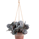 De Kunstplant Rugose blad (18 cm) is een kunstplant met ronde, bladgroene bladeren in een rustiek grijze hangpot, opgehangen aan een tan touwhanger, tegen een effen witte achtergrond.
