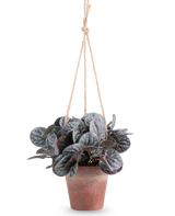De Kunstplant Rugose blad (18 cm) is een kunstplant met ronde, bladgroene bladeren in een rustiek grijze hangpot, opgehangen aan een tan touwhanger, tegen een effen witte achtergrond.
