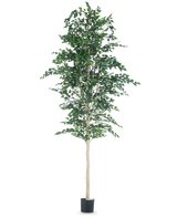 De Kunst Berkeboom 300 cm is een boom met bladeren eraan.