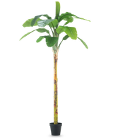 De Kunstplant Bananenboom 250 cm is een hoge kunstbananenboom met brede groene bladeren en een gestructureerde stam, weergegeven in een kleine zwarte pot op een effen witte achtergrond.