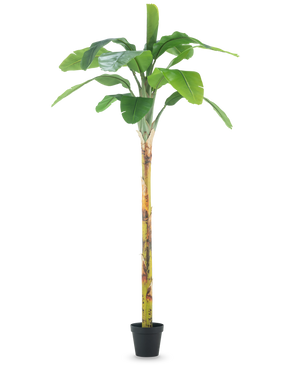 De Kunstplant Bananenboom 250 cm is een hoge kunstbananenboom met brede groene bladeren en een gestructureerde stam, weergegeven in een kleine zwarte pot op een effen witte achtergrond.