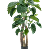De Kunstplant Alocasia 180 cm heeft grote, glanzend groene bladeren en meerdere dikke stelen in een zwarte pot, tegen een effen witte achtergrond.