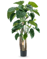 De Kunstplant Alocasia 180 cm heeft grote, glanzend groene bladeren en meerdere dikke stelen in een zwarte pot, tegen een effen witte achtergrond.