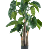 Een Kunstplant Alocasia 150 cm heeft brede groene bladeren en drie dikke bruine stammen in een eenvoudige zwarte cilindrische pot, afgebeeld tegen een witte achtergrond.