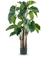 Een Kunstplant Alocasia 150 cm heeft brede groene bladeren en drie dikke bruine stammen in een eenvoudige zwarte cilindrische pot, afgebeeld tegen een witte achtergrond.