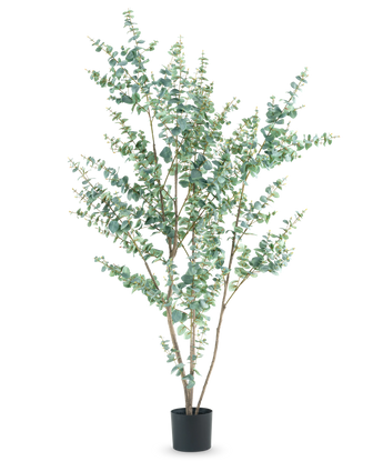 De Kunstplant Eucalyptus 210 cm is een hoge kunstmatige eucalyptus in een eenvoudige zwarte pot, met meerdere slanke takken en ronde, zilvergroene bladeren tegen een witte achtergrond.