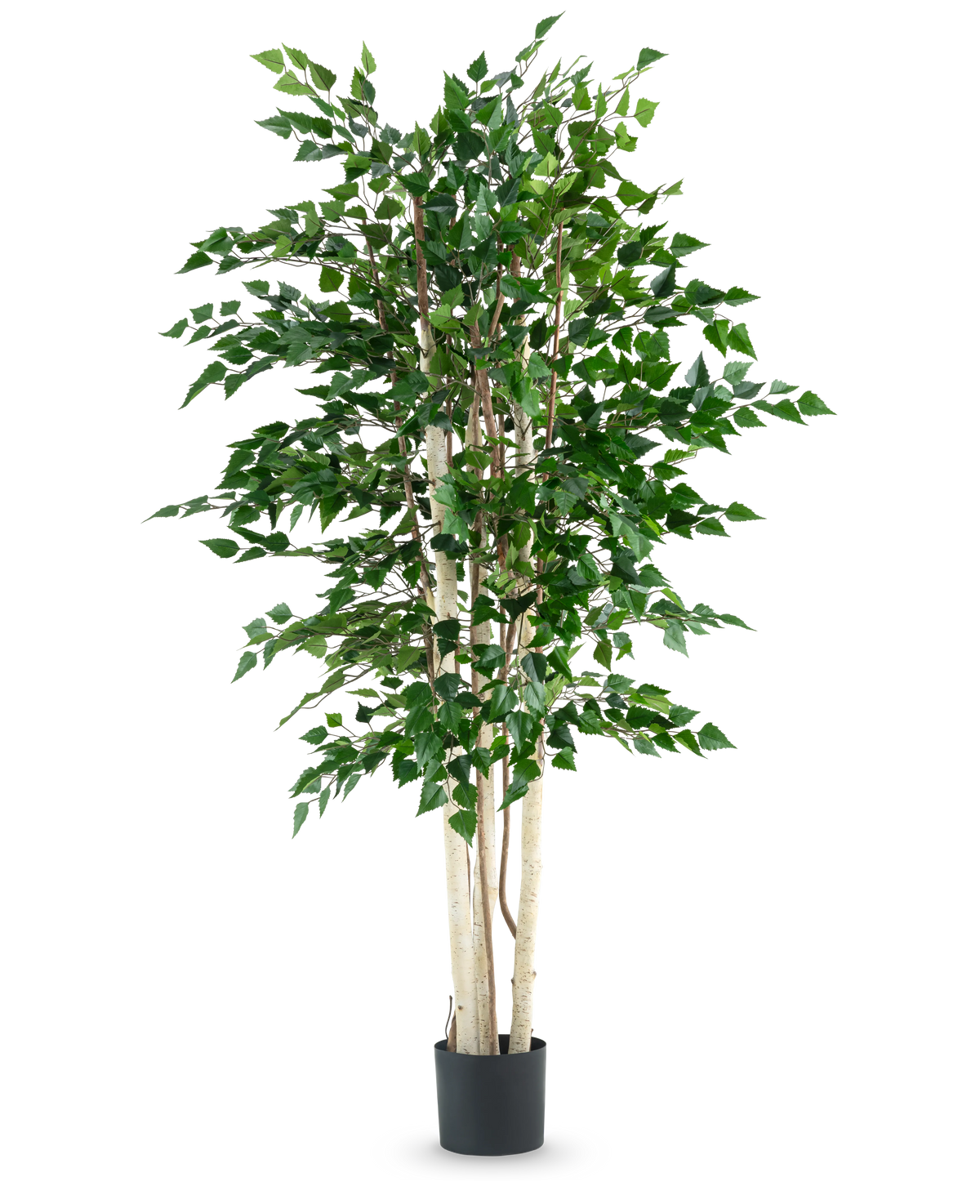 De Kunstplant Ruwe Berk 210 cm heeft meerdere slanke witte stammen en dichte groene bladeren, hoog in een zwarte pot tegen een effen witte achtergrond.