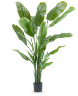 De Kunstplant Strelitzia Nicolai Deluxe 215 cm heeft lange, brede groene bladeren als een paradijsvogel of bananenplant en wordt geleverd in een eenvoudige zwarte pot, tegen een effen witte achtergrond.